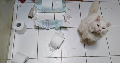 Moar testing needed.