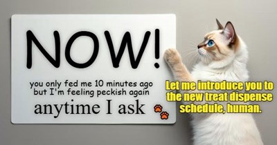 This is the new treat dispense schedule