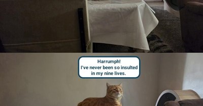 My human is delusional