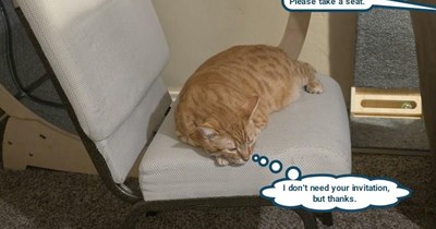 Cat's privilege