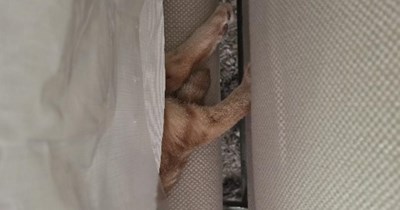 Impending mischief
