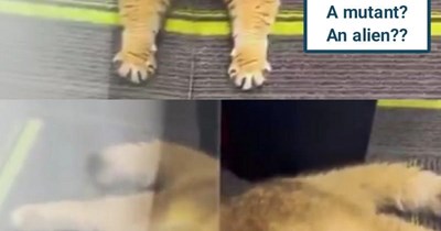 Cyclops cat?