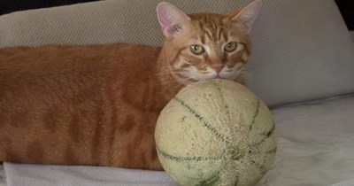 Kitty vote of confidence