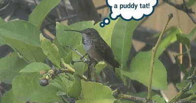 I tawt i taw a puddy tat!