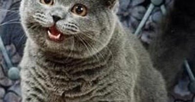 That's what a kitty's all about