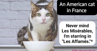 An American cat in France