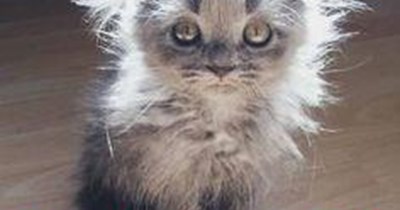 The embarrassment of morning fur.