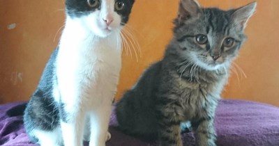 American cats 'survive' the World Cup.
