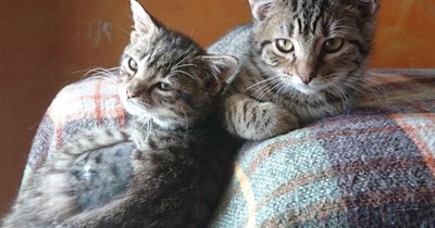 The Furnz