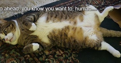 go ahead, you know you want to, human....