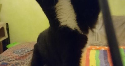 Mittens breaks into the parallel universe.