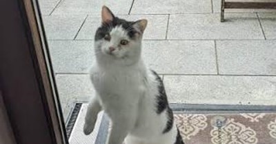 The good news about Caturday