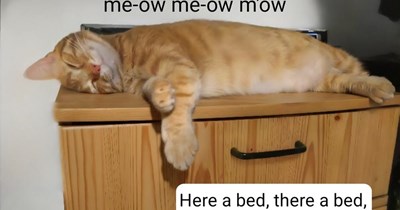 Sarah kitty had a bed...