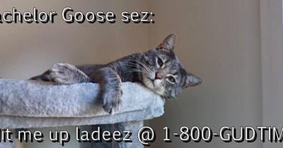 Bachelor Goose