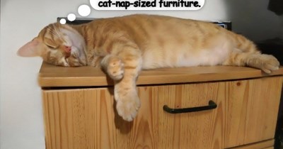 Humans are so clever