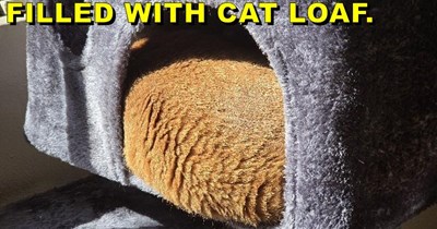 WHEN YOUR CAT TREE IS FILLED WITH CAT LOAF.