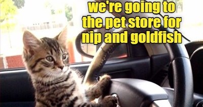 hurry up human