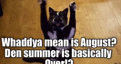 Dramatic cat welcomes August