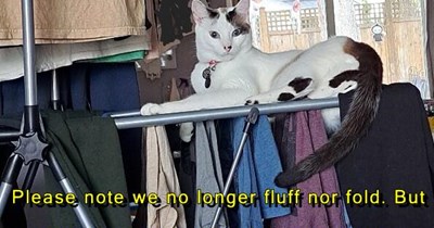 Welcome to Finn's Fluff-n-Fold.