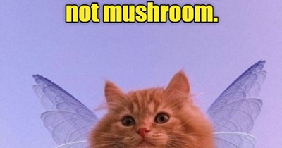 A misconception.