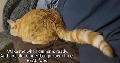 REAL  food
