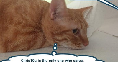 Conscientious cat food objector