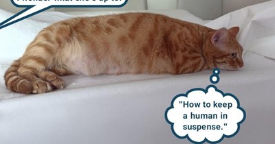 Gotcha, human