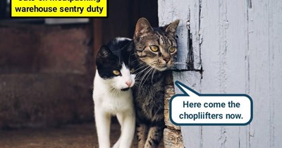 Cat patrol