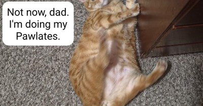 The cat version