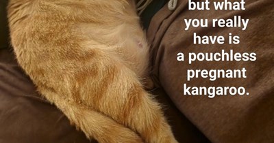 Cat-aroo?