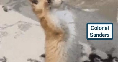 Kitty salute