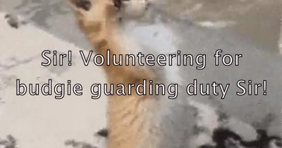 Sir! Volunteering for budgie guarding duty Sir!