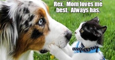 Poor Rex