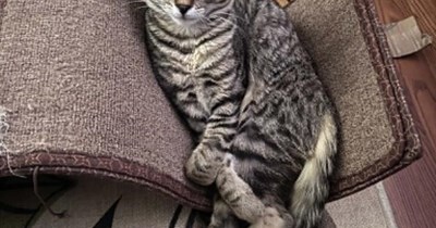 Boneless kitteh sez