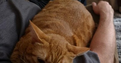 It's my duty as a cat