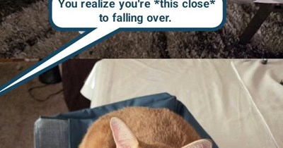 Nice try, human