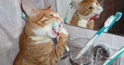 toona-toof-paste