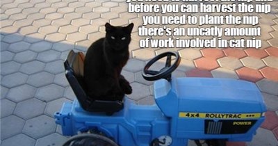 cat nip is a lot of work