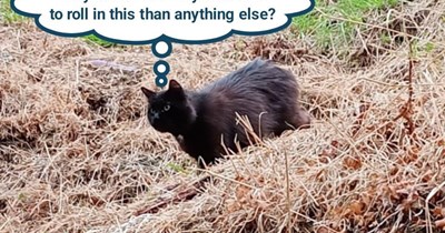 It's a mystery to kitty