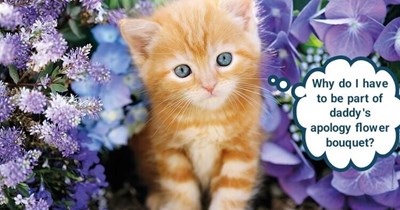Because kittens seal the deal