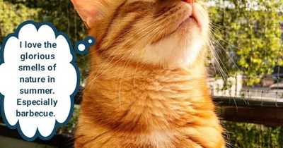 Ceiling Cat doth make wonderous things