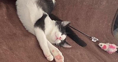 nap attack