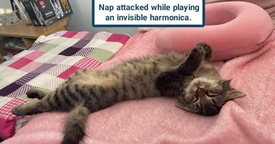 Musician cat