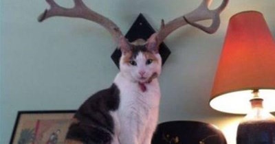 Furrrrrmal