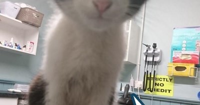 Kitteh's escape ruse