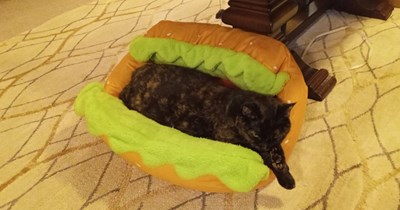 Hot dog cat