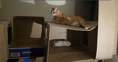 Aggrieved cat threatens to go medieval on her human