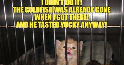 Innocent until proven guilty