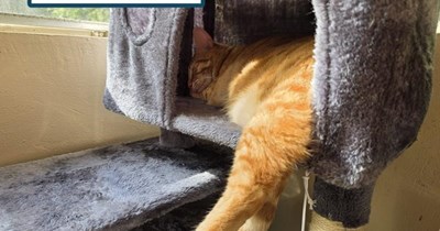 For the cool nerds with cats