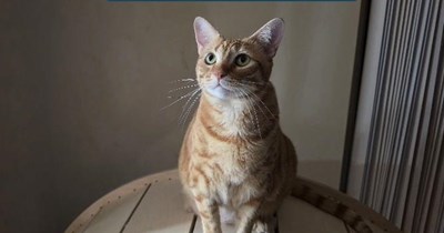 Wiseguy cat